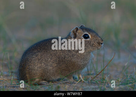 Sud della montagna (cavy Microcavia australis) Penisola Valdes, Chubut, Patagonia, Argentina. Foto Stock