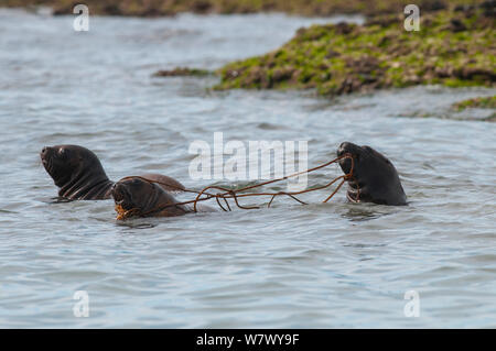 Sud Americana Sea Lion (Otaria flavescens) cuccioli in acqua a giocare con le alghe. Penisola di Valdes, Chubut, Patagonia, Argentina. Foto Stock