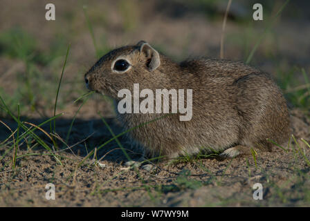 Sud della montagna (cavy Microcavia australis) Penisola Valdes, Chubut, Patagonia, Argentina. Foto Stock