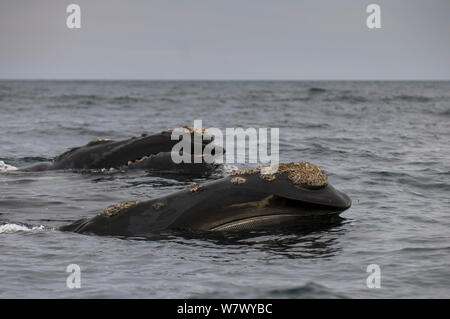 Balene Australi (Eubalaena australis) di alimentazione in corrispondenza della superficie con cirripedi sulla pelle, Penisola di Valdes, Chubut, Patagonia, Argentina. Foto Stock