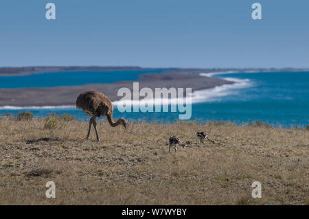 Lesser rhea (Pterocnemia pennata) con pulcini sulla costa, Penisola di Valdes, Chubut, Patagonia, Argentina. Foto Stock