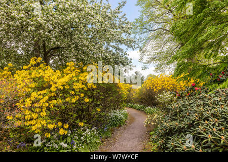 Stretto sentiero attraverso un caleidoscopio di arbusti e alberi in un parco di primavera. Foto Stock