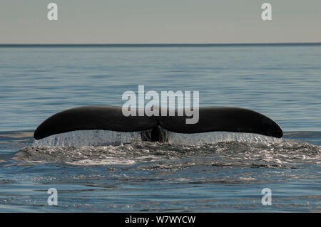 Balena Franca Australe (Eubalaena australis) guida, la coda in corrispondenza della superficie. Penisola di Valdes, Chubut, Patagonia, Argentina. Foto Stock