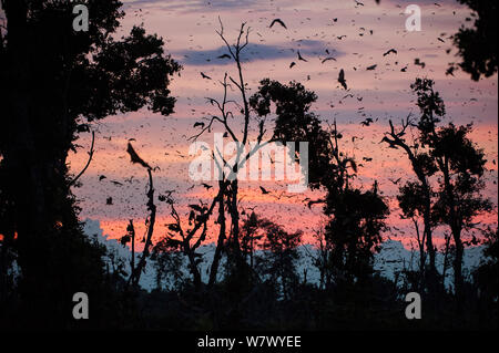 Di colore paglierino volpi volanti (Eidolon helvum) tornando a quello diurno roost all'alba. Kasanka National Park, Zambia. Foto Stock