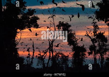 Di colore paglierino volpi volanti (Eidolon helvum) tornando a quello diurno roost all'alba. Kasanka National Park, Zambia. Foto Stock