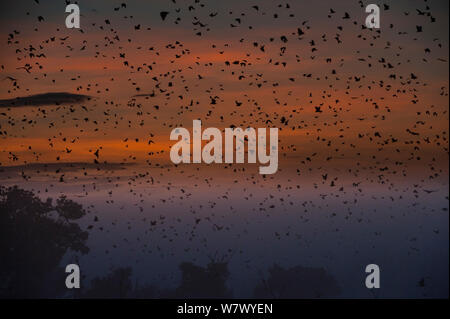 Di colore paglierino volpi volanti (Eidolon helvum) tornando a quello diurno roost all'alba. Kasanka National Park, Zambia. Foto Stock