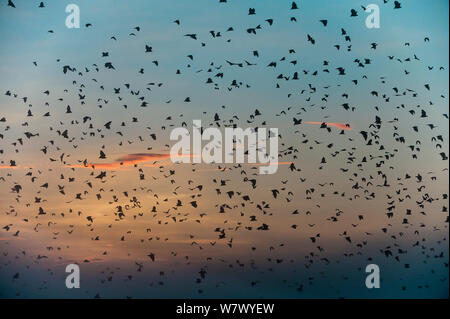 Di colore paglierino volpi volanti (Eidolon helvum) tornando a quello diurno roost all'alba. Kasanka National Park, Zambia. Foto Stock