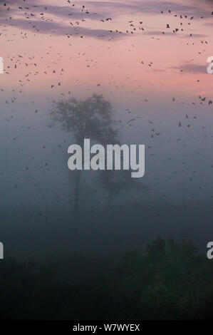 Di colore paglierino volpi volanti (Eidolon helvum) tornando a quello diurno roost all'alba. Kasanka National Park, Zambia. Foto Stock