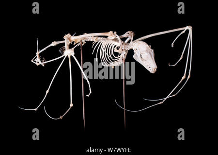 Scheletro di colore paglierino frutta bat (Eidolon helvum). Trust Kasanka Education Centre e Museo, Kasanka National Park, Zambia. Foto Stock