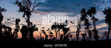 Di colore paglierino volpi volanti (Eidolon helvum) tornando a quello diurno roost all'alba. Kasanka National Park, Zambia. Foto Stock