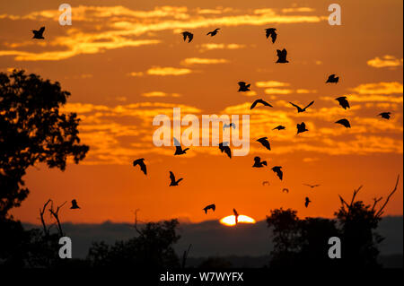 Di colore paglierino volpi volanti (Eidolon helvum) tornando al posatoio diurno di sunrise. Kasanka National Park, Zambia. Foto Stock