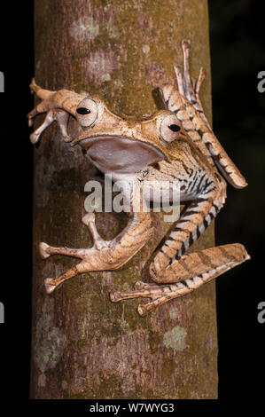 File Bornean-eared frog (Polypedates otilophus), grande femmina. Danum Valley, Sabah Borneo. Foto Stock