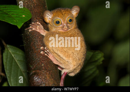 Adulti / Occidentale Horsfield&#39;s tarsier (Tarsius bancanus) nella foresta understorey di notte. Lowland dipterocarp foresta pluviale, Danum Valley, Sabah Borneo. Foto Stock