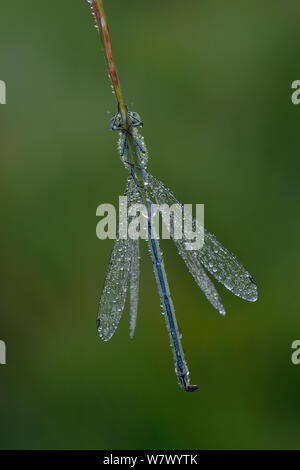 Comune damselfly blu (Enallagma cyathigerum) appoggiato sulla coperta di erba in inizio di mattina di rugiada, Hertfordshire, Inghilterra, Regno Unito. Giugno. La messa a fuoco immagine sovrapposta. Foto Stock