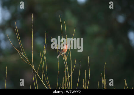 Parrot Crossbill (Loxia pytyopsittacus) Norfolk, Inghilterra, Regno Unito, Marzo Foto Stock