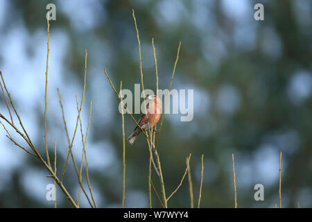 Parrot Crossbill (Loxia pytyopsittacus) Norfolk, Inghilterra, Regno Unito, Marzo Foto Stock