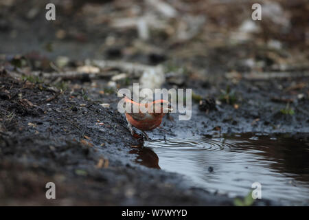 Parrot Crossbill (Loxia pytyopsittacus) bere, Norfolk, Inghilterra, Regno Unito, Febbraio Foto Stock