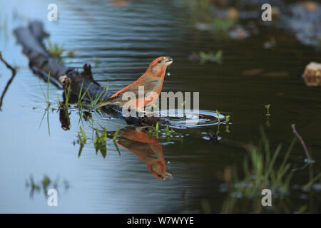 Parrot Crossbill (Loxia pytyopsittacus) bere, Norfolk, Inghilterra, Regno Unito, Marzo Foto Stock