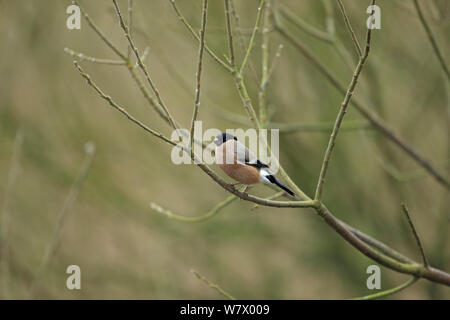 Bullfinch (Pyrrhula pyrrhula) arroccato, Norfolk, Inghilterra, Regno Unito, Febbraio Foto Stock