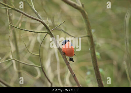 Bullfinch (Pyrrhula pyrrhula) arroccato, Norfolk, Inghilterra, Regno Unito, Febbraio Foto Stock