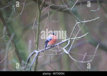 Bullfinch (Pyrrhula pyrrhula) arroccato, Norfolk, Inghilterra, Regno Unito, Gennaio Foto Stock