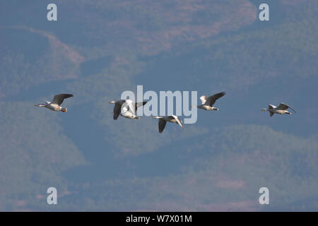 Bar-guidato oche (Anser indicus) in volo, lago Lashihai, Lijiang, nella provincia dello Yunnan in Cina e Asia Foto Stock