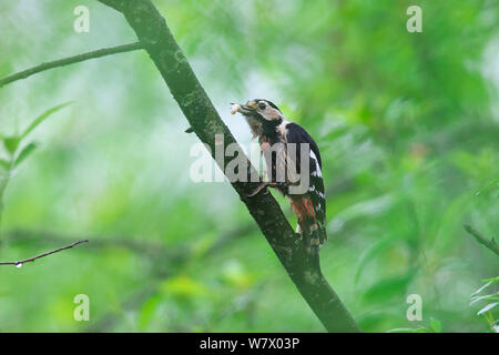 Crimson-breasted Picchio Rosso (Dendrocopos cathpharius) arroccato, città di Dujiangyan, nella provincia di Sichuan, in Cina, Asia Foto Stock