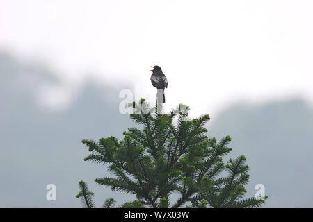 Grigio-winged Blackbird (Turdus boulboul) appollaiato sulla punta di una conifera, città di Dujiangyan, nella provincia di Sichuan, in Cina, Asia Foto Stock