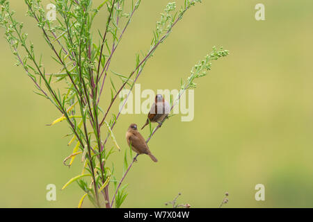 Squamosa-breasted Munia (Lonchura punctulata) arroccato, Jailigong Mountain Riserva Naturale Nazionale, Tengchong county, nella provincia dello Yunnan in Cina e Asia Foto Stock