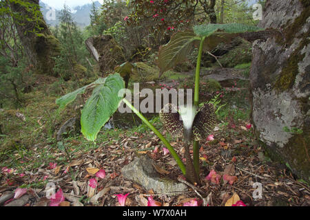 Jack in il pulpito (Arisaema utile) e piccolo stagno nella foresta, Makalu Mountain, Mount Qomolangma National Park, Dingjie County, Qinghai-Tibet Altopiano del Tibet la Cina, Asia Foto Stock