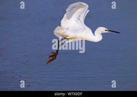 Garzetta (Egretta garzetta) prendendo il largo da creek, Norfolk, gennaio. Foto Stock