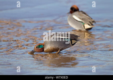 Teal (Anas crecca) maschi alimentazione sulle velme, Norfolk, East Anglia, England, Regno Unito, febbraio. Foto Stock