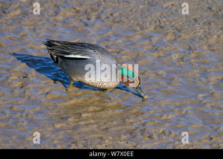 Teal (Anas crecca) maschio alimentazione sulle velme, Norfolk, East Anglia, England, Regno Unito, febbraio. Foto Stock