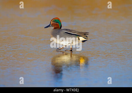 Teal (Anas crecca) drake su congelati piscina costiera, Norfolk, East Anglia, England, Regno Unito, febbraio. Foto Stock