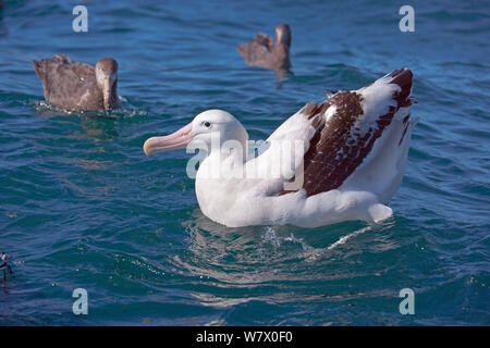 Albatro errante (Diomedea exulans) sul mare, Kaikoura, Nuova Zelanda, febbraio. Foto Stock