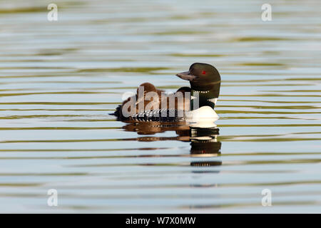 Loon comune (Gavia immer) piscina adulti con due pulcini sul retro, Allequash Lago, altopiano settentrionale la foresta di stato, Wisconsin, Luglio. Foto Stock