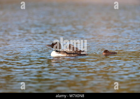 Loon comune (Gavia immer) nuoto con due pulcini, Allequash Lago, altopiano settentrionale la foresta di stato, Wisconsin, Luglio. Foto Stock