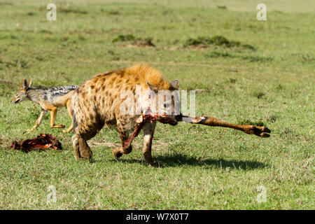 Spotted hyena (Crocuta crocuta) alimentazione su un kill, Masai Mara Game Reserve, Kenya Foto Stock