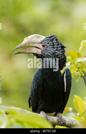 Argentea-cheeked Hornbill (Bycanistes brevis) vicino allo zoo, avviene in Africa orientale. Foto Stock