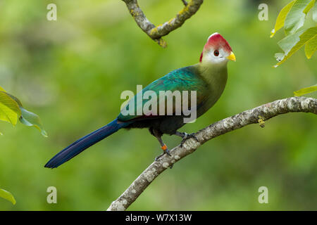 Rosso-crested's Turaco (Tauraco erythrolophus) captive allo zoo. Endemica di Western Angola. Foto Stock