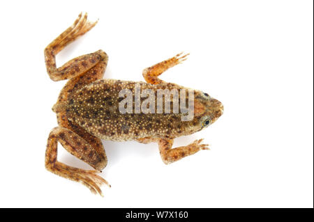 Zaire Dwarf artigliato Frog (Hymenochirus boettgeri) contro uno sfondo bianco. Captive si verifica in Africa centrale. Foto Stock