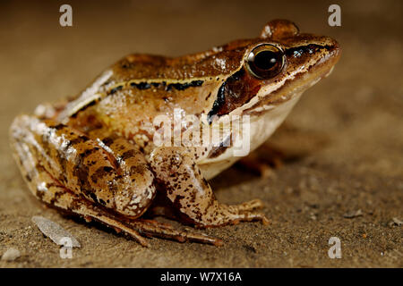 Rana agile (Rana dalmatina) Macedonia. Foto Stock