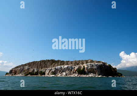 Colonia di cormorani (Phalacrocorax carbo) Isola Serpente (chiamato anche l'isola di Golem Grad) lago Prespa. La Macedonia. Foto Stock