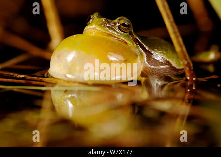 Maschio treefrog comune (Hyla arborea) chiamando dalla superficie dell'acqua, Belgio. Aprile. Foto Stock