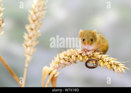 Molto carino il raccolto del mouse (Micromys minutus) nel giardino. Essi sono estremamente piccole. Foto Stock