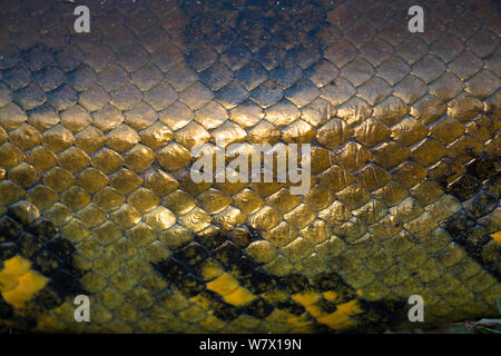 Anaconda giganti (Eunectes murinus) in prossimità delle scale, Hato El Cedral, Llanos, Venezuela. Foto Stock