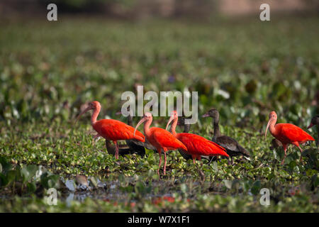 Scarlet Ibis (Eudocimus ruber) in zone umide, Llanos, Venezuela. Foto Stock