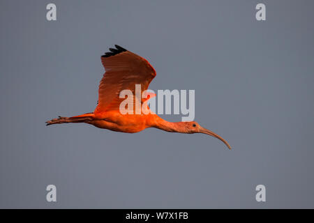 Scarlet Ibis (Eudocimus ruber) in volo, Llanos, Venezuela. Foto Stock