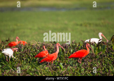 Scarlet Ibis (Eudocimus ruber) e bianco (Ibis Eudocimus albus) nelle paludi della Llanos, Hato El Cedral, Venezuela. Foto Stock