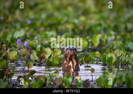 Lontra gigante (Pteronura brasiliensis) nella zona umida, Hato El Cedral, Venezuela. Foto Stock